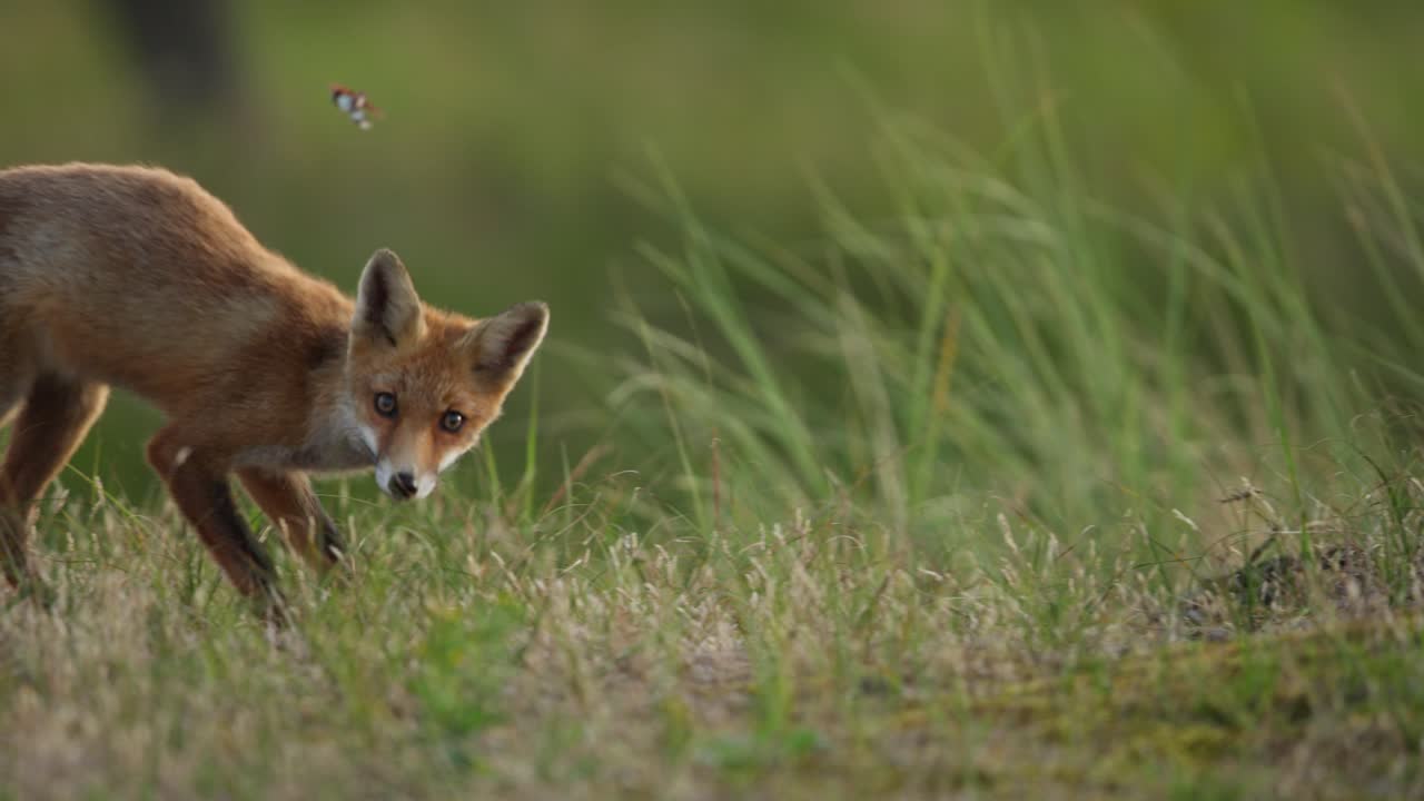 Funny animal clip as opportunistic red fox in meadow chases and eats butterfly