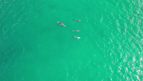 Delfines-Nariz-De-Botella-Flotantes-En-La-Playa-De-Cabarita,-Tweed-Shire,-Bogangar,-Ríos-Del-Norte,-Nueva-Gales-Del-Sur,-Toma-Aérea-De-Australia