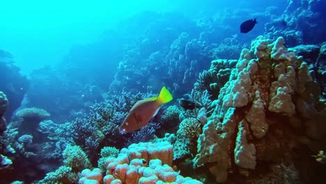 Underwater-coral-reef-wild-life
