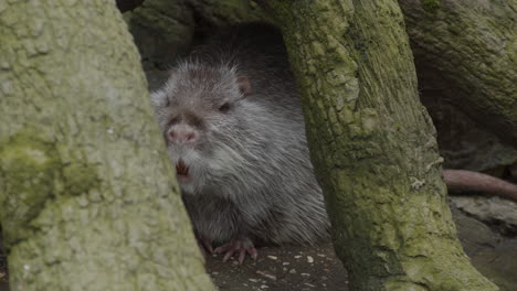 Coypu-Escondido-Debajo-De-Las-Raíces-De-Los-árboles---Cerrar