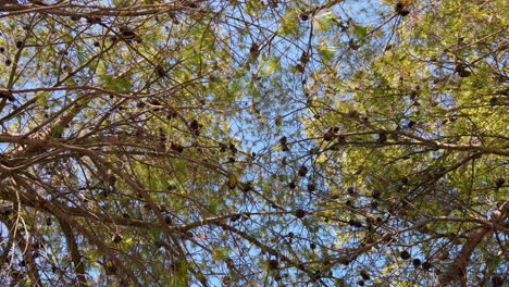 low angle view of pine tree branches and cones in summer