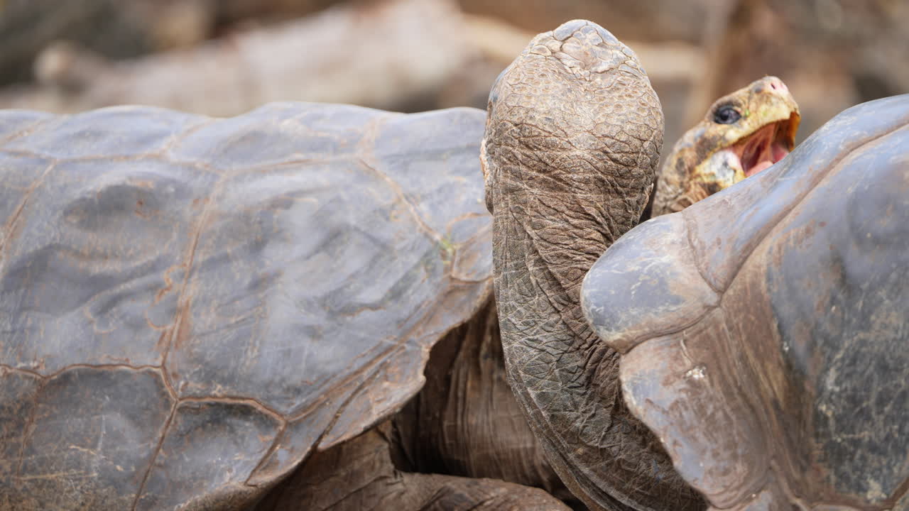 Santa Cruz Adası'ndaki Charles Darwin Araştırma İstasyonu'nda, ağızları açık bir şekilde başlarını kaldıran bir çift dev Galapagos kaplumbağası.