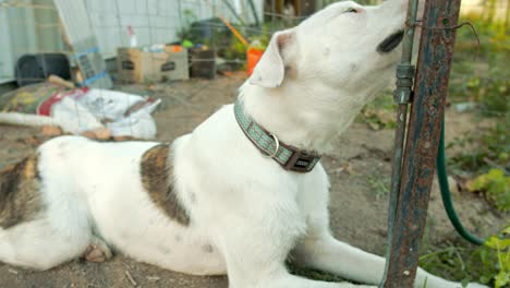 thirsty dog drinks from water fountain - water tab on garden