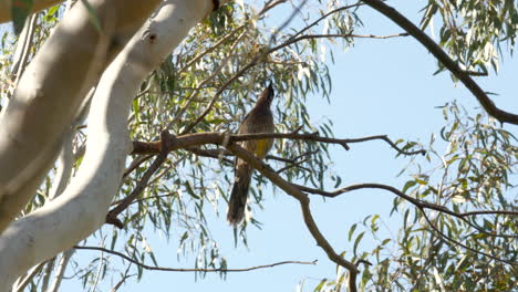 wattlebird australiano nativo cantando en un árbol de goma