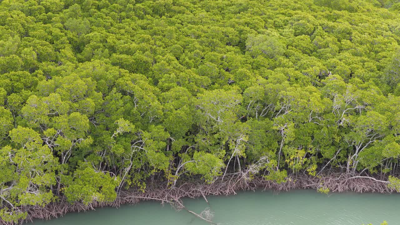 Aerial footage of lush mangroves and flying birds in Port Douglas, Queensland. Bright natural lighting highlights the vibrant green foliage