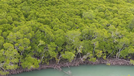 aerial footage of lush mangroves and flying birds in port douglas, queensland. bright natural lighting highlights the vibrant green foliage