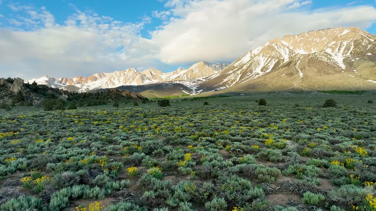 un mar de flores silvestres amarillas y la cordillera oriental de la sierra nevada a finales de la primavera o principios del verano