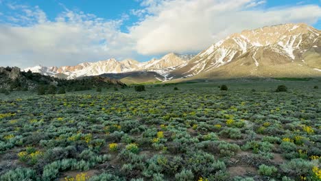 a sea of yellow wildflowers and the eastern sierra nevada range in late spring or early summer