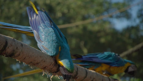 cute yellow and blue macaw parrots eating on