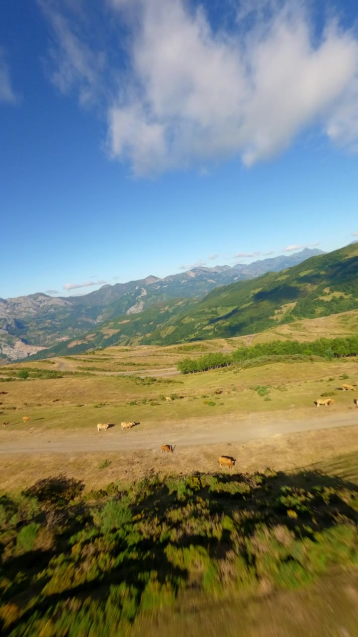 Ripresa FPV cinematografica di una mandria di mucche che pascolano sulle colline di Coto Bello, regione di Aller, Spagna settentrionale