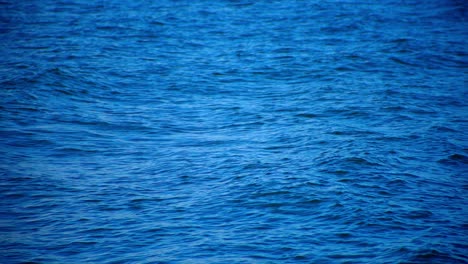 light waves on sea water with blue tone, close up