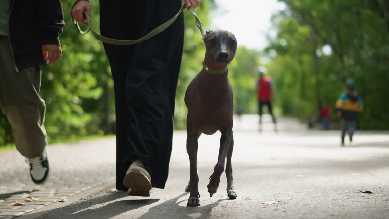 Confident Hairless Dog Strolling On Busy Park Promenade. Upright Posture And Steady Gaze With Pedestrians Blurred In Background, Leash Held By Owner, Bright Daylight And Active Urban Nature Vibe