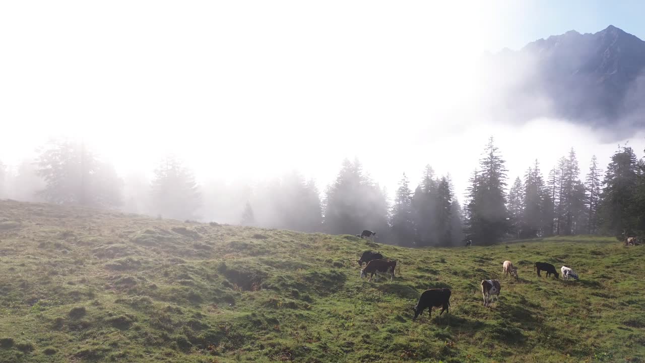Aerial view of Cows grazing in an Alpine Landscape of Austria. Mountain Range above the Clouds in Background