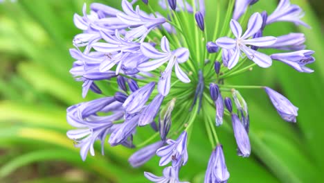 4k close-up of purple flowers