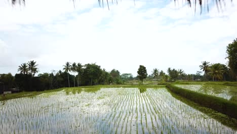 Disparo-De-Drone-Volando-A-Través-De-Una-Villa-De-Vacaciones-Sobre-Algunos-Arrozales-En-Bali,-Indonesia