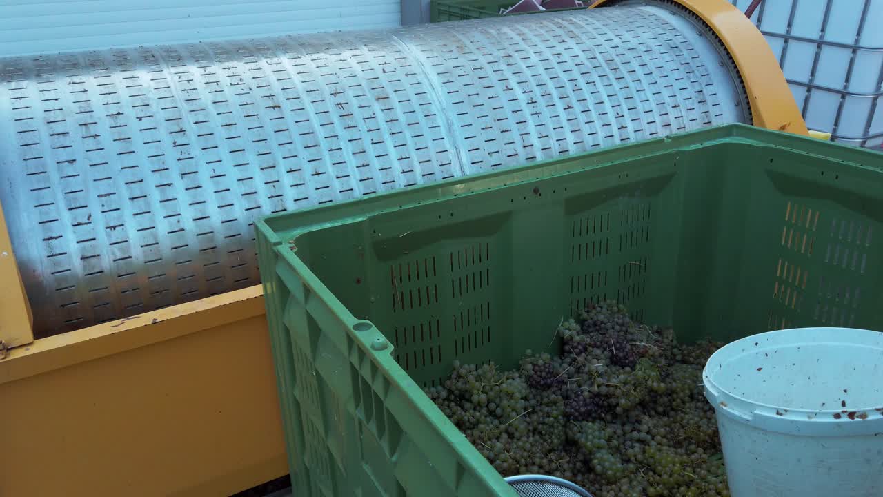 짜낼 준비가 된 양동이에 있는 포도, 비너리 및 수확 개념