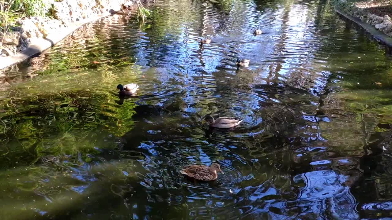 레티로 공원, 마드리드에 있는 연못과 같은 강에서 수영하는 오리