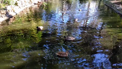 Ducks-swimming-in-a-river-like-pond-in-the-Retiro-park,-Madrid