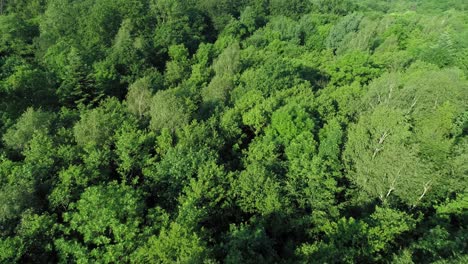 Vista-De-Drones-Del-Bosque-En-Un-Paisaje-Primaveral