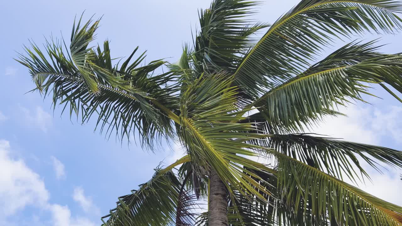 몰디브 섬의 매혹적인 슬로우 모션 클로즈업 사진 활기찬  ⁇ 나무와 울창한 녹색을 경험하세요 궁극적인 몰디브 휴양 휴양