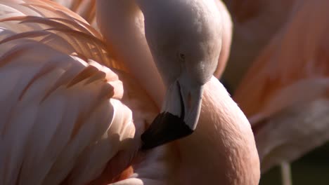 close up on a group of flamingos in slow motion