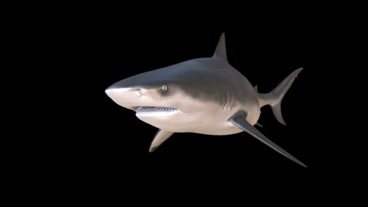 Shark Swims And Attack With Alpha Channel