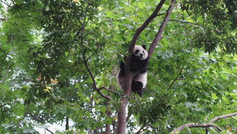 Lindo-Oso-Panda-Descansando-En-Un-árbol-En-El-Bosque-En-China