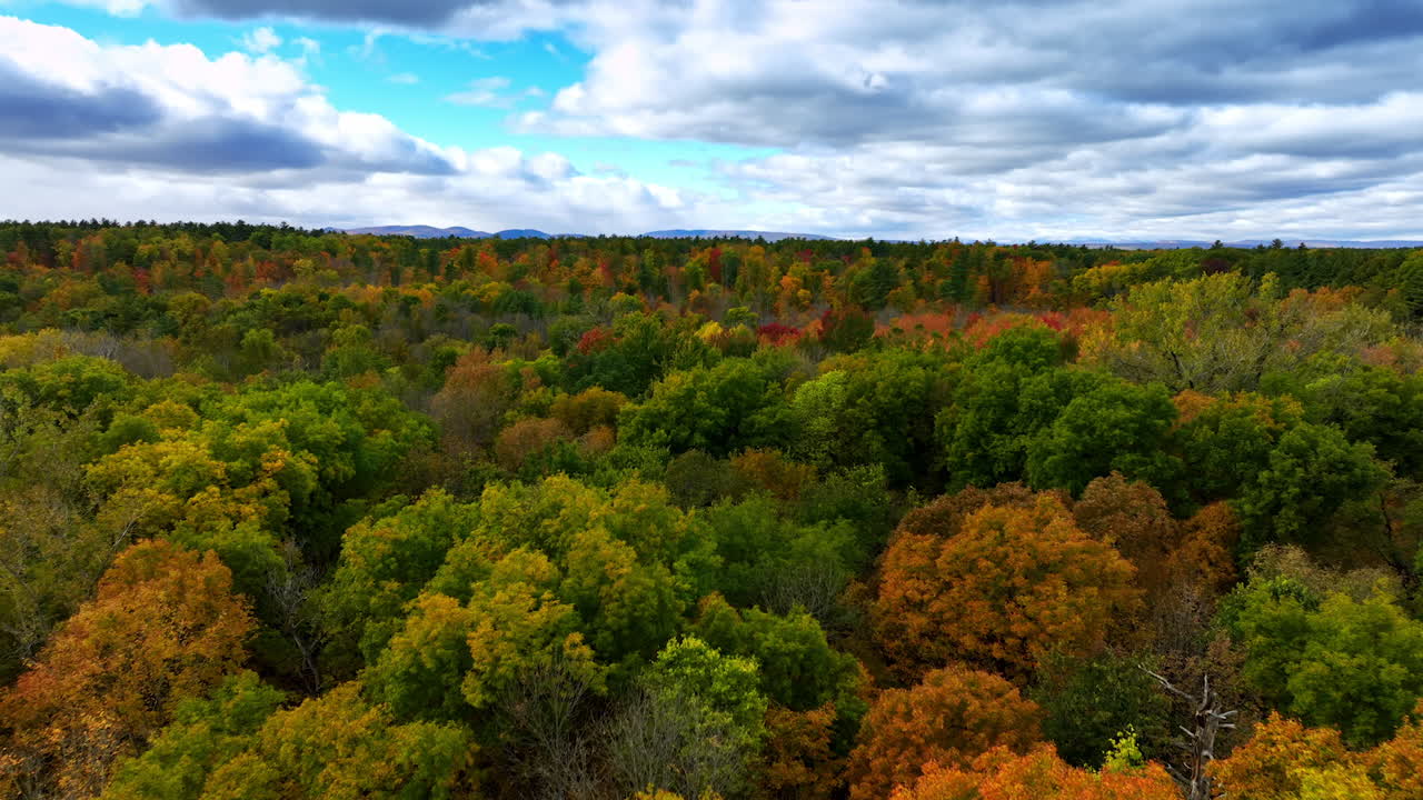 Flying above the waterscape approaching the colorful forest. Colorful woods in autumn on cloudy day.