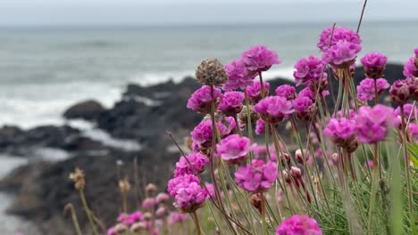 pink blooming sea thrift flowers at the oregon coast in the united states