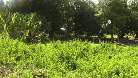 trees and plants of fanning island atoll, republic of kiribati