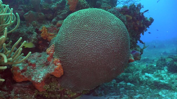 Grande corallo cervello sulla barriera corallina a Cozumel, Messico