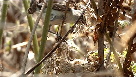 Bells-Vireo-(Vireo-Bellii)-Feeding-Young-In-Nest-2013