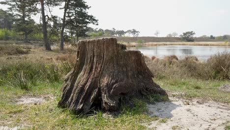 close up dry tree trump near the lake