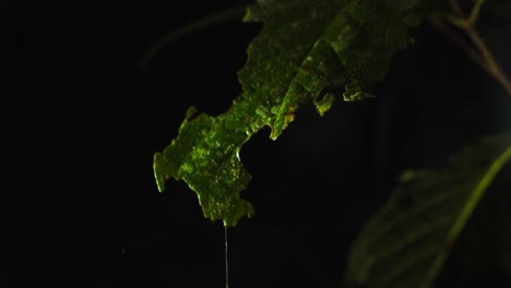 Cocoon-of-a-parasitoid-wasp-lays-suspended-from-a-silky-thread-attached-to-a-leaf,-Ichneumonidae-larva-having-eaten-the-leaf