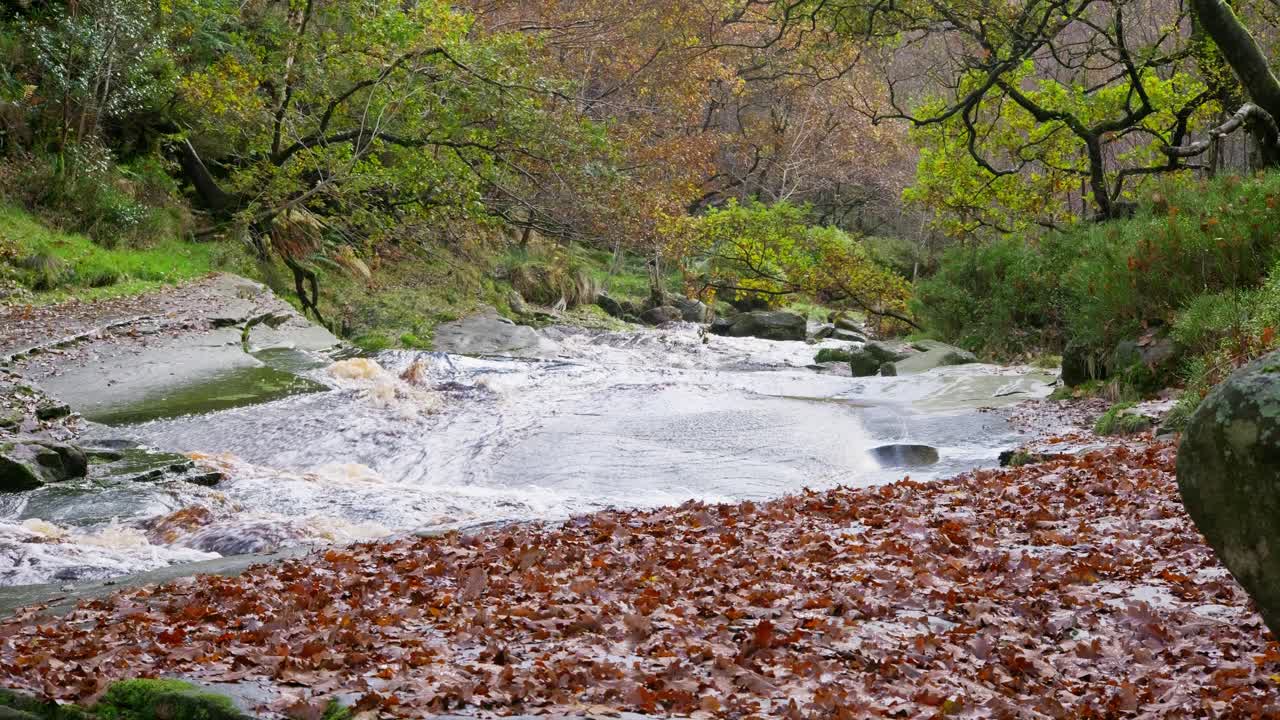 un bosque de invierno tranquilo con un arroyo lento, robles dorados y hojas caídas, que ofrece una escena pacífica y relajante