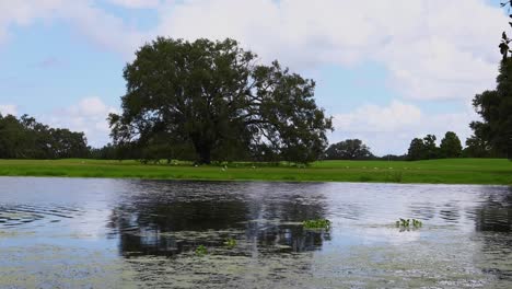 Viele-Wasservögel-Am-Ufer-Im-Couturie-Wald-Im-Stadtpark-In-New-Orleans,-Louisiana