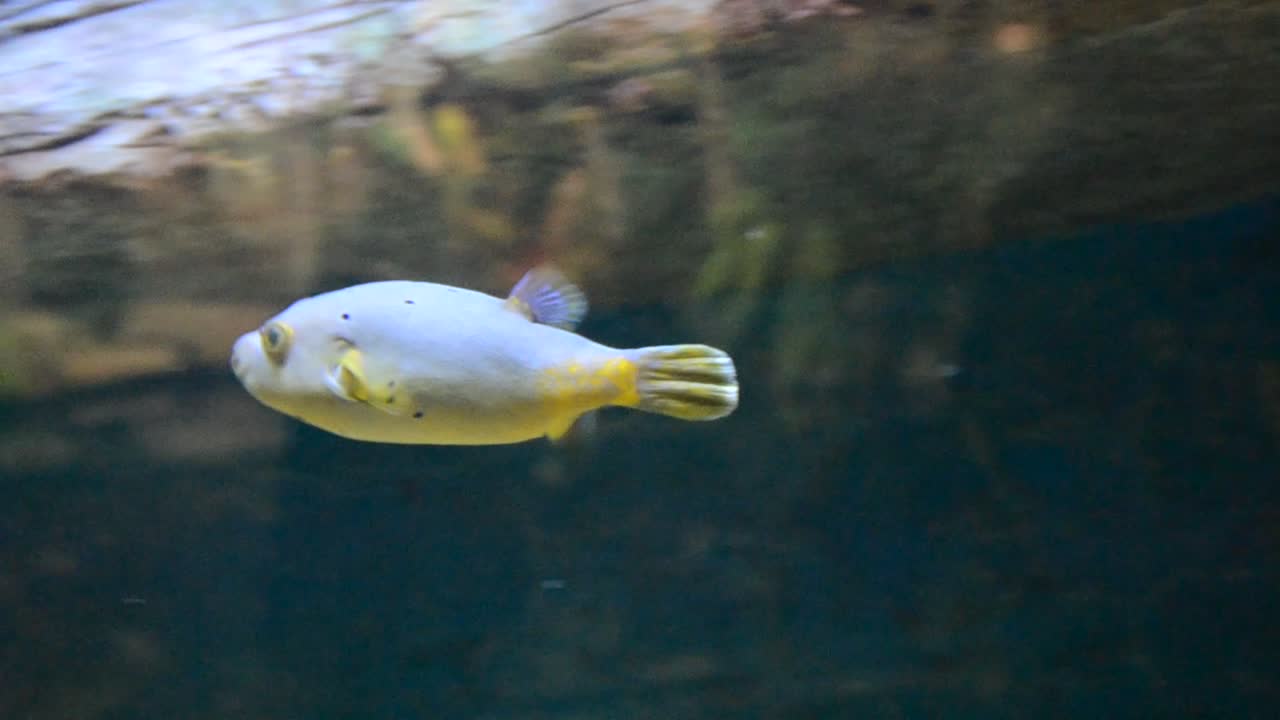 aquarium avec des poissons