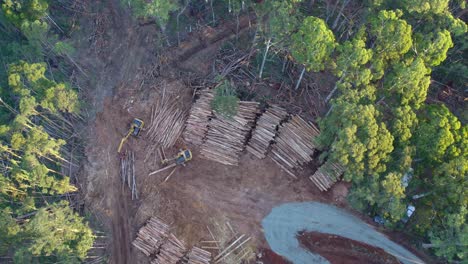 imágenes de drones verticales de las actividades de tala de árboles de salvamento y luego se desplazan por el bosque estatal de wombat cerca de lyonville, victoria, australia