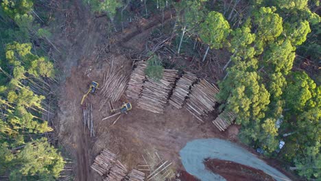 vertical drone footage of salvage tree logging activities then panning up across the wombat state forest near lyonville, victoria, australia