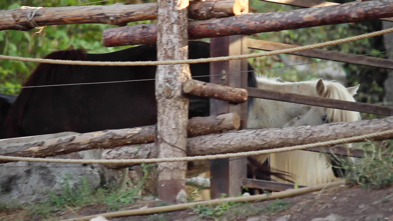 작은 흰색과 검은색 말이 걷고 나서 동물원의 나무 울타리 옆에서 멈춥니다