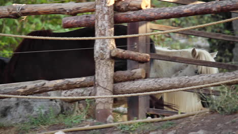pequeño caballo blanco y negro caminando y luego deteniéndose junto a la cerca de madera en el zoológico