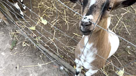 domestic goat tries to get a cookie out of the hands of tourists through a fence