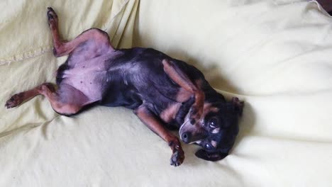 Mini-Pinscher-Pin-Kleiner-Hund-Liegt-Auf-Dem-Chill-Sofa,-Süßes-Haustier-In-Zeitlupe