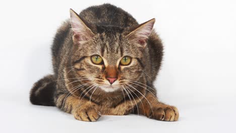 gato doméstico tabby marrón sobre fondo blanco, en tiempo real 4k