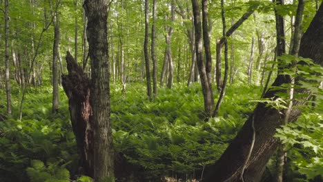 tracking through lush vibrant woods dense fern coverage