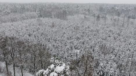 aerial view of a snowy forest in northern germany