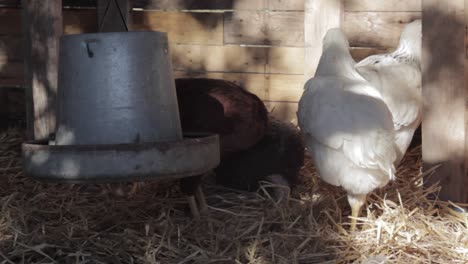 domestic chickens by feeder in rustic wooden barn