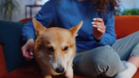 crop unrecognizable female woman owner caressing cute adorable funny corgi dog relaxing on sofa