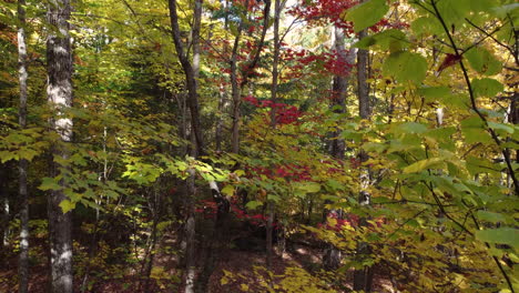 ascendiendo entre las ramas en el bosque con tonos otoñales de rojo y amarillo