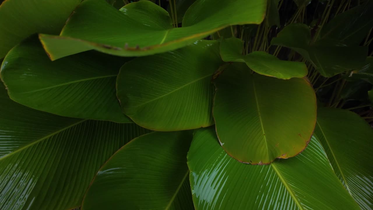 Shiny plant up close luxuriant foliage rain humid rainy season exotic tropical